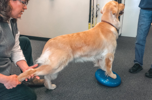 Canine best sale physical therapy